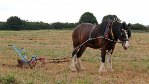 Vintage Farming Plough.